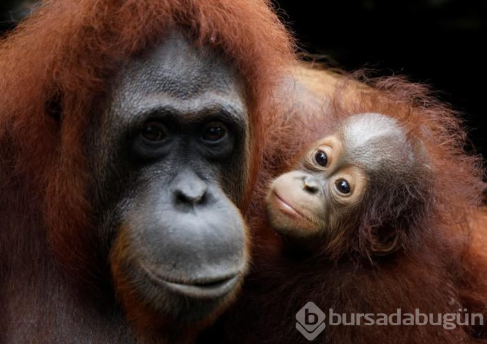 Orangutanı 6 yıl genelevde çalışmaya zorladılar!
