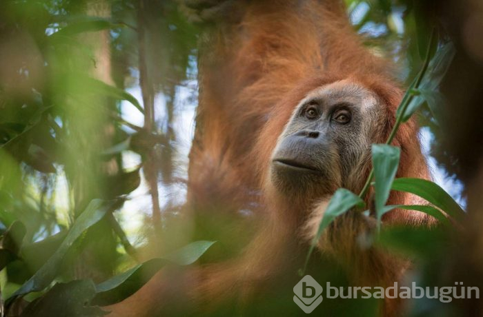 Orangutanı 6 yıl genelevde çalışmaya zorladılar!
