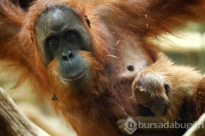 Orangutanı 6 yıl genelevde çalışmaya zorladılar!
