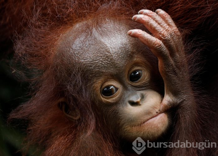 Orangutanı 6 yıl genelevde çalışmaya zorladılar!

