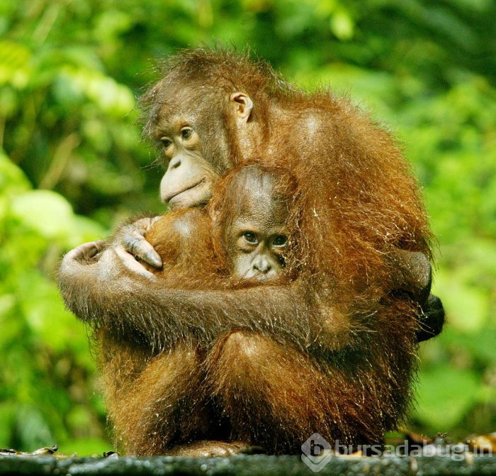 Orangutanı 6 yıl genelevde çalışmaya zorladılar!
