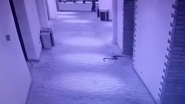 "Ya tecavüz, ya yılan" dedi, kendi sokuldu!