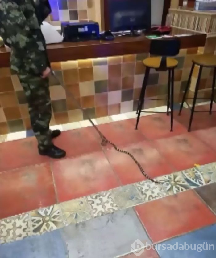 "Ya tecavüz, ya yılan" dedi, kendi sokuldu!