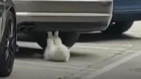 Mekik çeken kedi sosyal medyayı salladı

