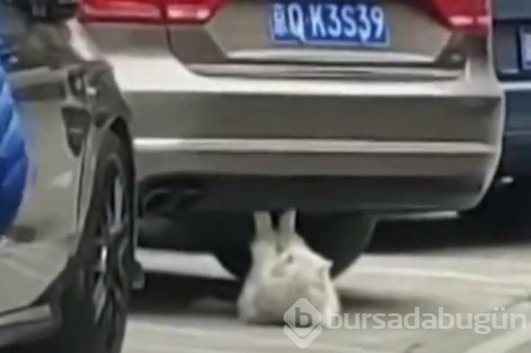 Mekik çeken kedi sosyal medyayı salladı
