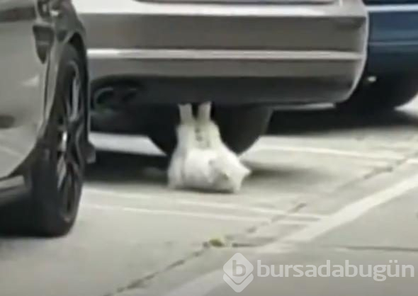 Mekik çeken kedi sosyal medyayı salladı
