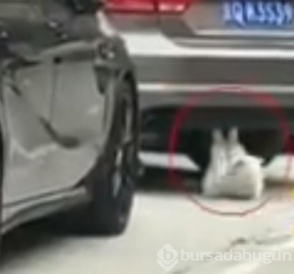 Mekik çeken kedi sosyal medyayı salladı

