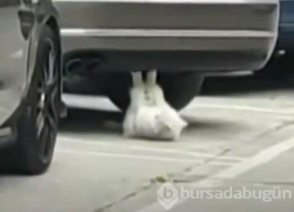 Mekik çeken kedi sosyal medyayı salladı
