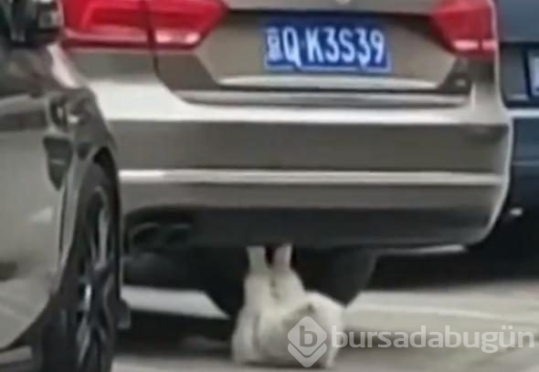 Mekik çeken kedi sosyal medyayı salladı
