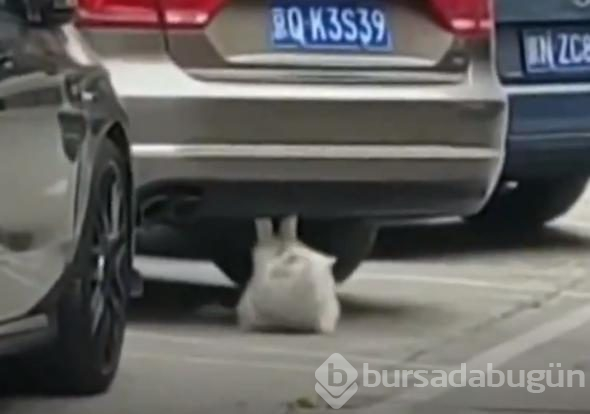 Mekik çeken kedi sosyal medyayı salladı
