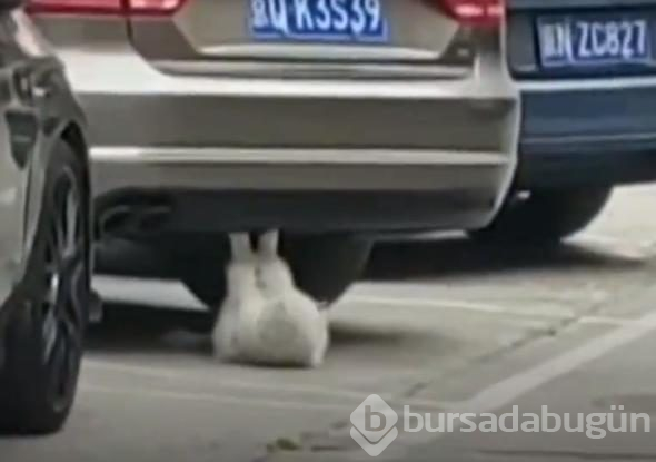 Mekik çeken kedi sosyal medyayı salladı
