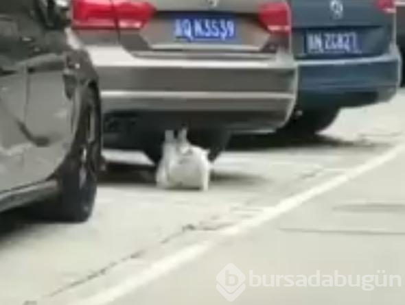 Mekik çeken kedi sosyal medyayı salladı
