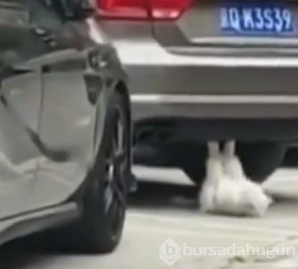 Mekik çeken kedi sosyal medyayı salladı
