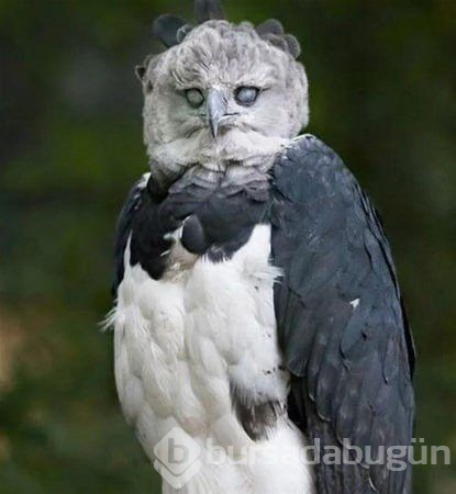 Daha önce görmediğiniz en garip canlılar!