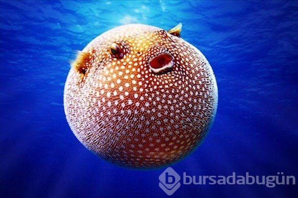 Daha önce görmediğiniz en garip canlılar!
