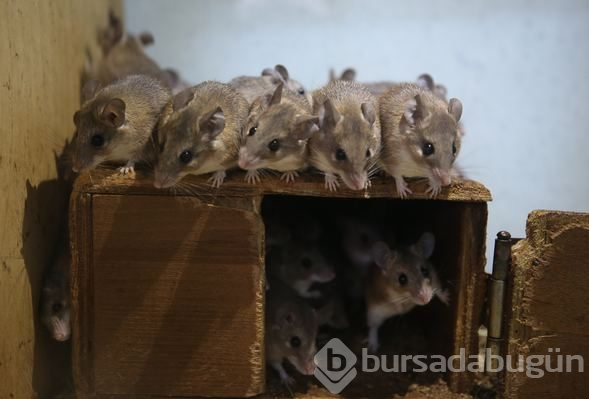 Dikenli fare koruma altında
