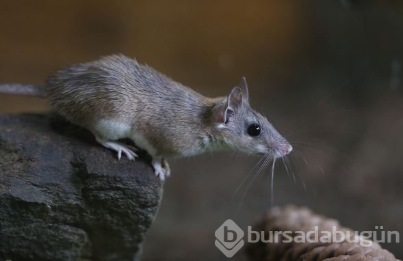 Dikenli fare koruma altında
