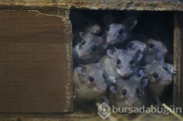Dikenli fare koruma altında

