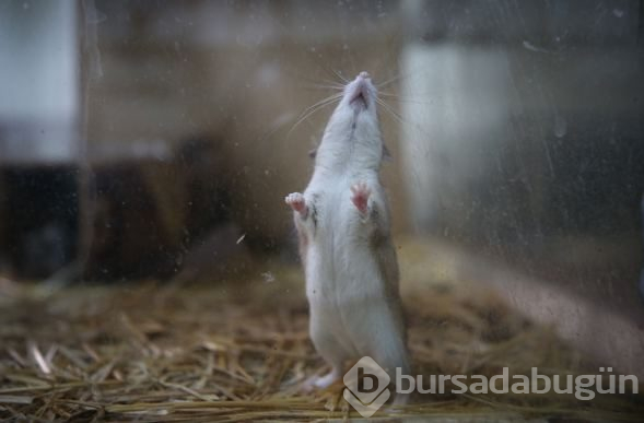 Dikenli fare koruma altında
