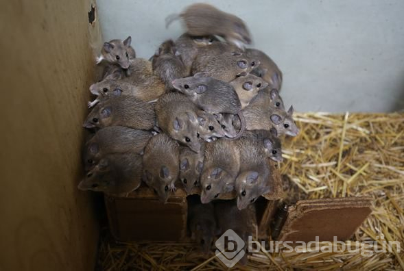 Dikenli fare koruma altında
