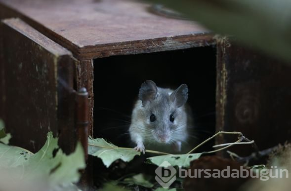 Dikenli fare koruma altında
