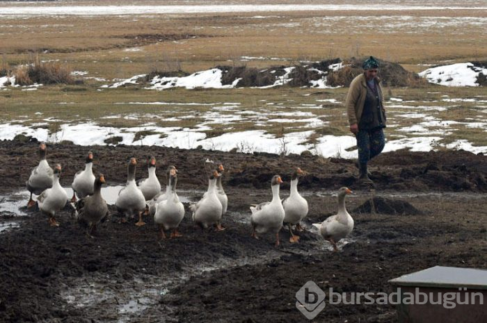 Kars'ın benzersiz lezzeti kaz etinin kümesten sofraya yolculuğu
