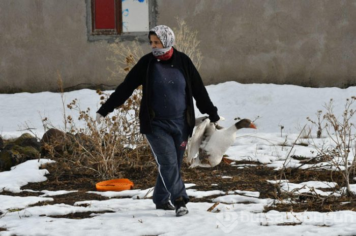 Kars'ın benzersiz lezzeti kaz etinin kümesten sofraya yolculuğu
