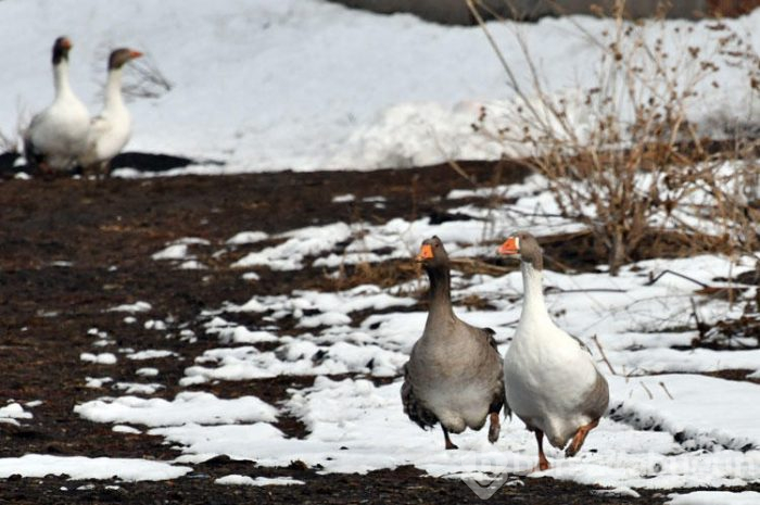 Kars'ın benzersiz lezzeti kaz etinin kümesten sofraya yolculuğu

