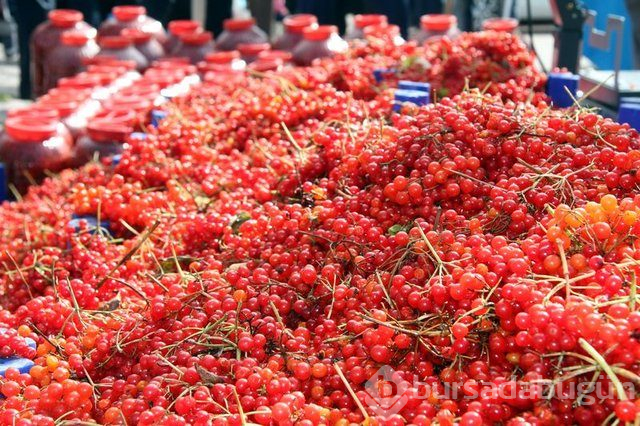 Gilaburu meyvesi kanserden koruyor
