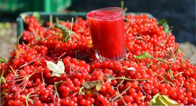 Gilaburu meyvesi kanserden koruyor
