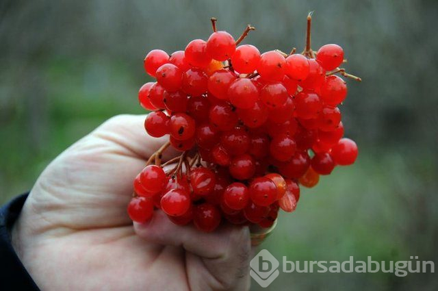 Gilaburu meyvesi kanserden koruyor
