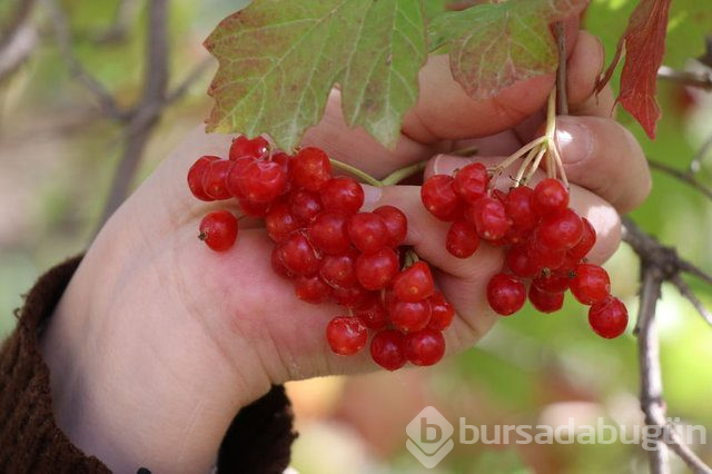Gilaburu meyvesi kanserden koruyor
