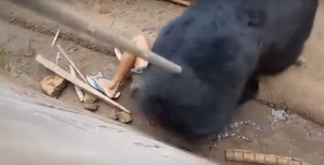 Ayıyla dalga geçmenin bedelini ağır ödedi kafese düşen adamı paramparça etti
