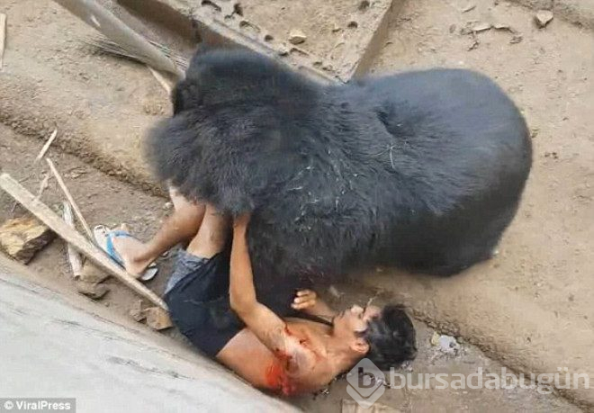 Ayıyla dalga geçmenin bedelini ağır ödedi kafese düşen adamı paramparça etti