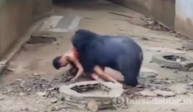 Ayıyla dalga geçmenin bedelini ağır ödedi kafese düşen adamı paramparça etti