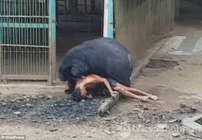 Ayıyla dalga geçmenin bedelini ağır ödedi kafese düşen adamı paramparça etti
