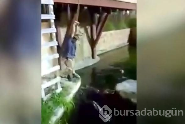 İp koptu, timsah dolu havuza düştü!

