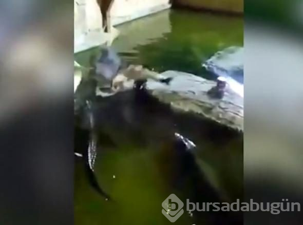 İp koptu, timsah dolu havuza düştü!

