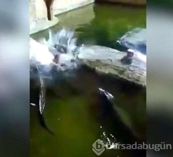 İp koptu, timsah dolu havuza düştü!
