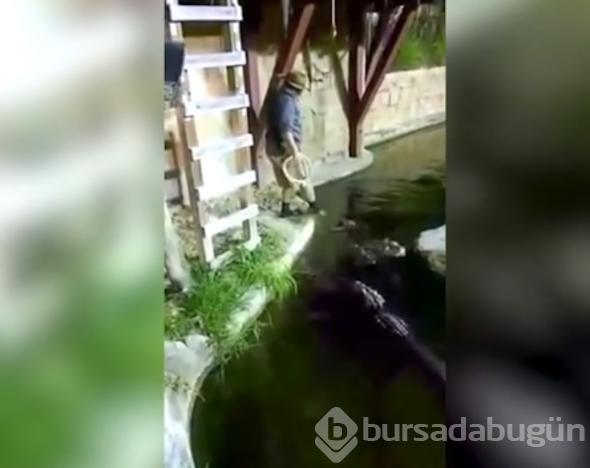 İp koptu, timsah dolu havuza düştü!
