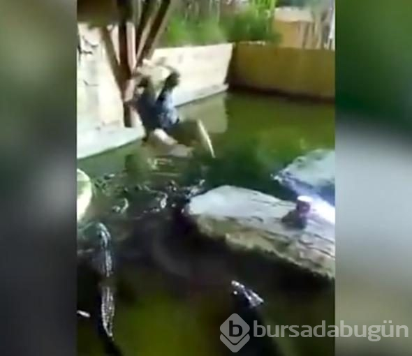 İp koptu, timsah dolu havuza düştü!
