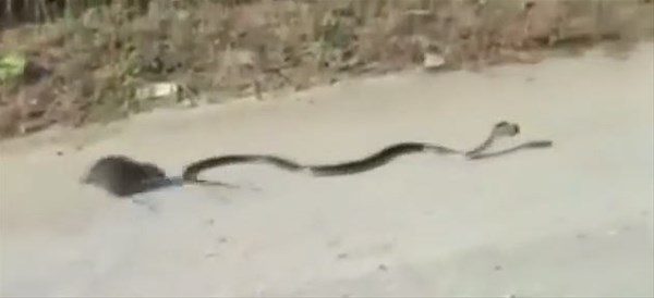 Doğanın fedakar anneleri
