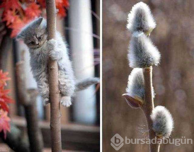 Günün en çok paylaşılan fotoğrafları(06.12.2018)