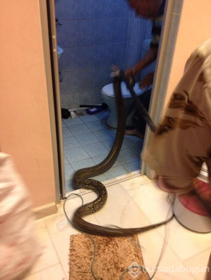 Заползают ли змеи. Змея заползла в квартиру. Змея заползла в квартиру через унитаз.