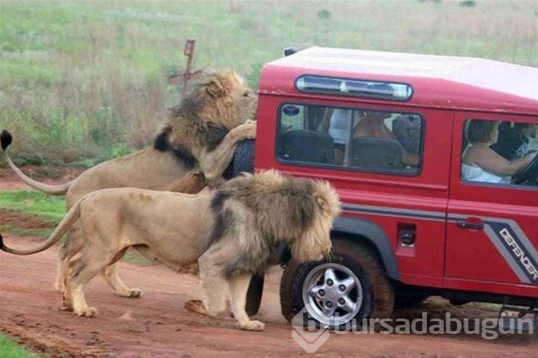 Afrika'da sıradan bir gün...