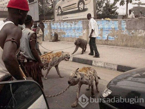 Afrika'da sıradan bir gün...