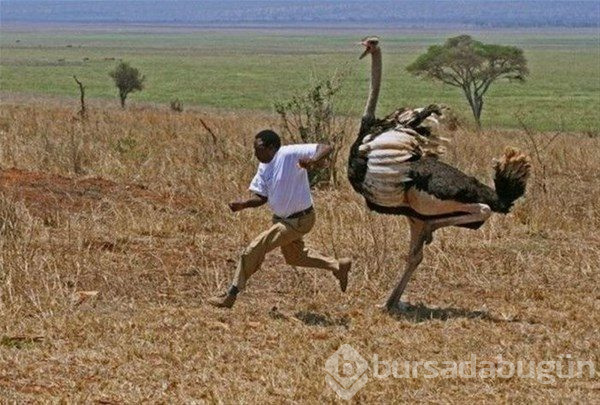 Afrika'da sıradan bir gün...