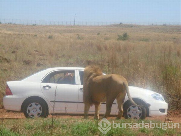 Afrika'da sıradan bir gün...