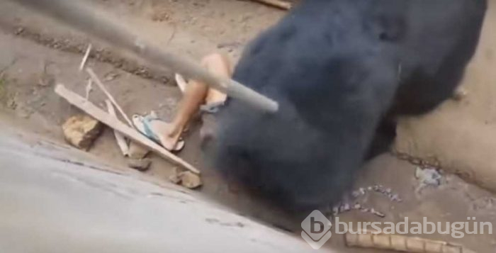 Kafese giren adam ayıya yem oldu!
