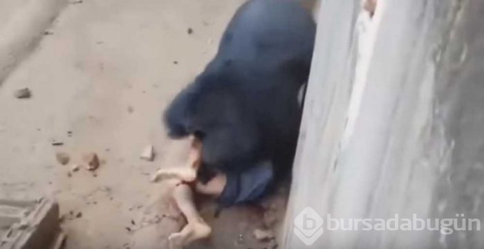 Kafese giren adam ayıya yem oldu!
